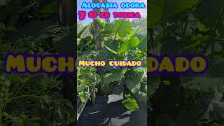 Alocasia odora es toxica mucho cuidado [upl. by Christensen769]