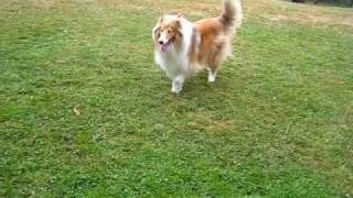 collies at the dog park [upl. by Tini]