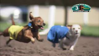 Canterbury Park Wiener Dog Races 81521 [upl. by Eselahc]