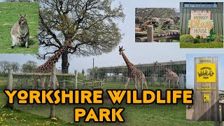 Yorkshire Wildlife Park 2022  Full tour part 1 4K [upl. by Raamal]