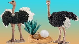 Schleich Ostrich Nest Animal Facts Wild Animals ZOO Safari Educational [upl. by Sontich339]