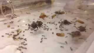 Lasius niger colony 6 Time lapse [upl. by Benny735]