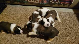 St Bernard puppies like to explore and use each other as pillows [upl. by Riffle541]