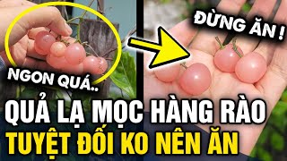 Thấy LOẠI QUẢ NGON MẮT mọc hàng rào thanh niên đăng lên mạng hỏi thăm liền bị NGĂN CẢN  Tin 3 Phút [upl. by Jabe]