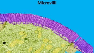 Microvilli [upl. by Rento]