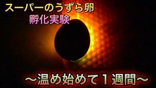 うずら孵化＃2 スーパーのうずらの卵を温め始めて１週間が経ったので検卵してみたら… [upl. by Troc351]