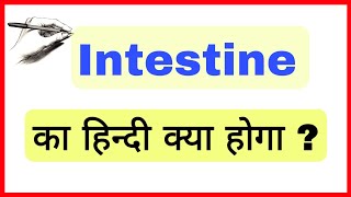 INTESTINE MEANING IN HINDI  INTESTINE KA HINDI KYA HOGA  INTESTINE KO HINDI MEIN KYA BOLTE HAIN [upl. by Eenyaj27]