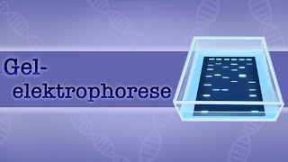 Gelelektrophorese  Aufbau Prinzip Ablauf STRMethode [upl. by Gilder]