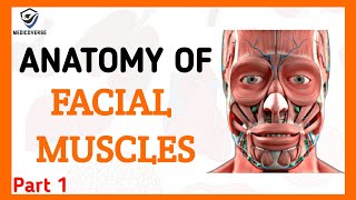 FACIAL MUSCLES PART 1  HOW TO LEARN FACIAL MUSCLES IN 5 MINUTES  ORIGIN INSERTION AND ACTION [upl. by Etireuqram315]