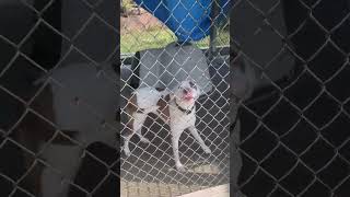 Shelter tour 10724  2hrs after video 2 more dogs amp 7 puppies surrendered to shelter 😭 [upl. by Weisbart]