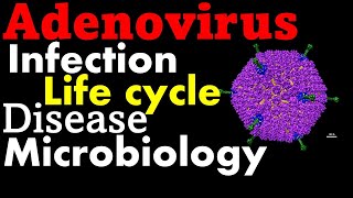 Adenovirus life cycle infection and disease [upl. by Antony]