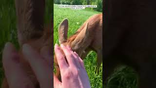 A man saved a baby moose from aggressive bear moose short [upl. by Erdnaed]