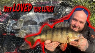 River Perch Lure Fishing MADNESS Plus Bonus LRF Content [upl. by Atilem]