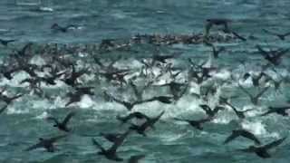 Whales and the marine life of Walker Bay Hermanus South Africa [upl. by Havstad]