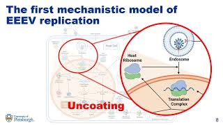 A Mechanistic Model of Alphavirus Replication  Caroline I Larkin  SysMod  Poster  ISMB 2022 [upl. by Bobby]