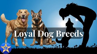 Faithful Friends The Most Loyal Dog Breeds [upl. by Nylekoorb]