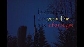 La chouette aux yeux dor aux infrarouges [upl. by Ennovi]