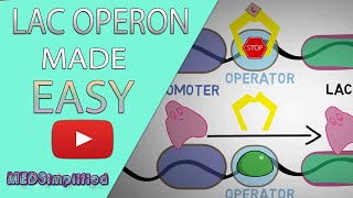 The lac Operon Explained [upl. by Swee447]