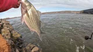 Pesca de Hibrido En Kerr Dam Oklahoma OKfishing918 [upl. by Enailil]