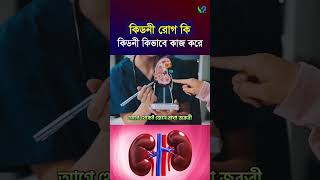 কিডনী রোগ কি। কিডনী কিভাবে কাজ করে । Kidney disease [upl. by Willow]