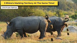 Southern White Rhino Family Marking Territory  Kruger Park Sightings [upl. by Adnauq815]