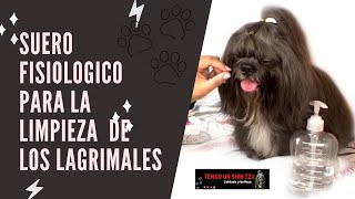 CÓMO LIMPIAR LOS LAGRIMALES DE TU SHIHTZU [upl. by Adnik]