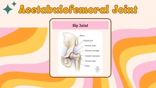 Hip Anatomy with NPTE Musculoskeletal Practice Question [upl. by Evreh441]