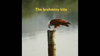 The brahminy kite [upl. by Laitselec]