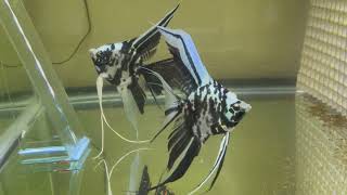 Veil tail Blue Marble Angelfish Pair [upl. by Milzie]