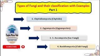 Classification of Fungi  Chytridiomycota  Zygomycota  Ascomycota  Basidiomycota mycologypart1 [upl. by Assirahs]