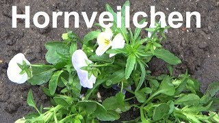 Hornveilchen pflegen pflanzen vermehren gießen Standort Winterhart überwintern Viola cornuta [upl. by Nnyleitak782]