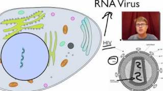 Viral Replication [upl. by Shaw]