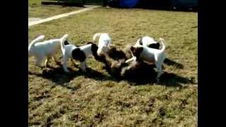 Hunting training puppy 8 weeks Fox Terrier Smooth [upl. by Atteynod]