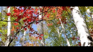 Adirondack Fall Foliage A Nikon D800 Film [upl. by Lechar]