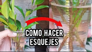 COMO HACER ESQUEJES DE FICUS  TIGER BARK 🔴 BONSAI ✔SUPER FÁCIL [upl. by Accever]