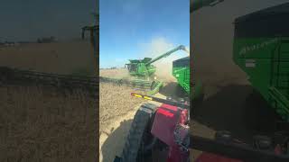 2024 Soybean Harvest [upl. by Sonia489]