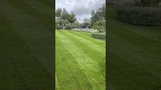 Bermudagrass overseeding [upl. by Rapsag]