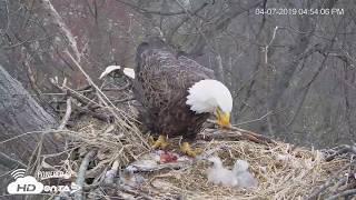 2019  Extra Eagle follows Liberty to Nest amp Eaglet Feeding  Hanover [upl. by Appolonia352]