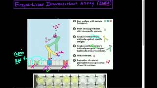 AntibodiesAntigens ELISA Theory [upl. by Pratte]