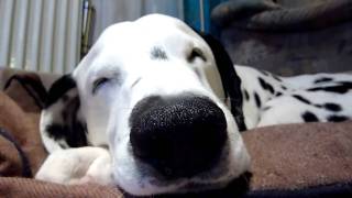 Snoring Dog schnarchender Hund [upl. by Ohnuj165]