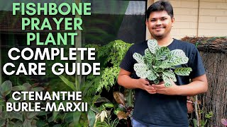 Ctenanthe Burle Marxii Care Tips  Fishbone Prayer Plant Complete Care Guide [upl. by Encratia]