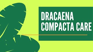 3 STEP CARE Dracaena Plant  Easy Janet Craig Plant Care [upl. by Theola]