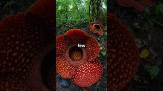 Meet the Worlds Largest Flower 🌺  Rafflesia Arnoldii culture exploreindonesia discoverindo [upl. by Imac]