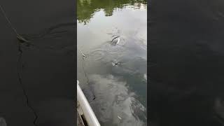 Giant arapaima fish feeding time Thailand [upl. by Amiaj984]