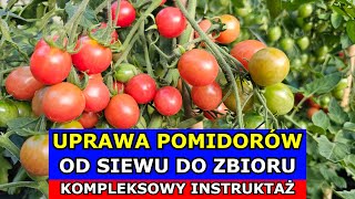 Jak uprawiać Pomidory OD SIEWU DO ZBIORU  Kompleksowy Instruktaż Uprawa Pomidorów [upl. by Eedya]