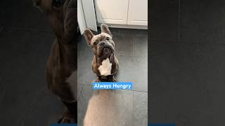 My frenchie is ALWAYS hungry shorts dog [upl. by Skinner]