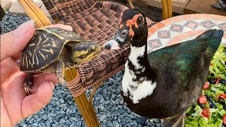 Muscovy Ducks  Lunch Together [upl. by Enieledam]