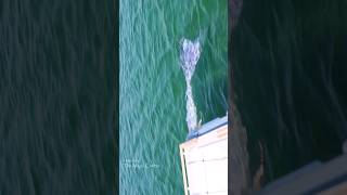 Mermaid swims up to a boat Lake Michigan [upl. by Yllac]