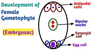 Development of Female gametophyte Embryo Sac  Reproduction in Lower and Higher Plants [upl. by Ahseyn]