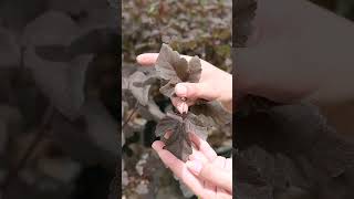 How To Identify Plants Ninebark  Key Features gardening plantingtips shorts [upl. by Lizette154]